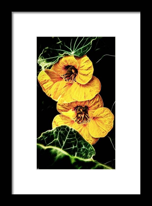 Nasturtium Framed Print featuring the photograph Two Shy Sisters fractal by Weston Westmoreland
