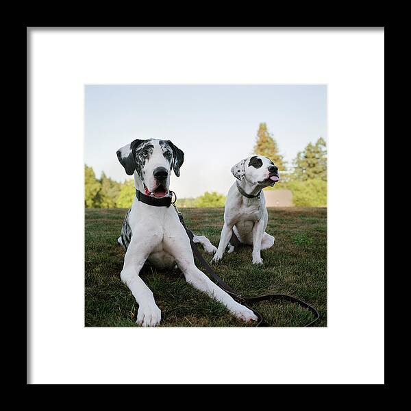 Pets Framed Print featuring the photograph Two Silly Dogs In Park by Danielle D. Hughson
