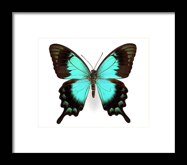 Papilio Lorquinianus Esmae Framed Print featuring the photograph Two-tailed Swallowtail Butterfly by Pascal Goetgheluck/science Photo Library