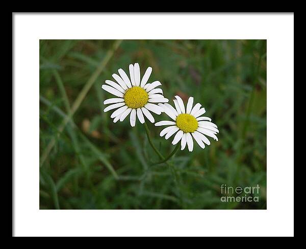 Daisy Framed Print featuring the photograph Two to the sun by LeLa Becker