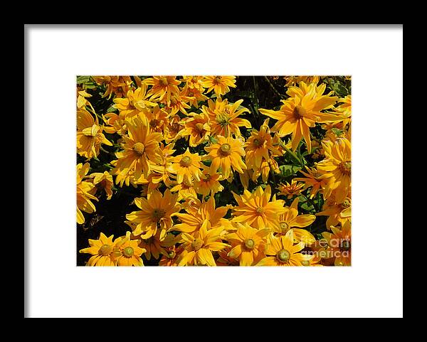 Two Toned Framed Print featuring the photograph Two Toned Yellow Blooms by Eunice Miller