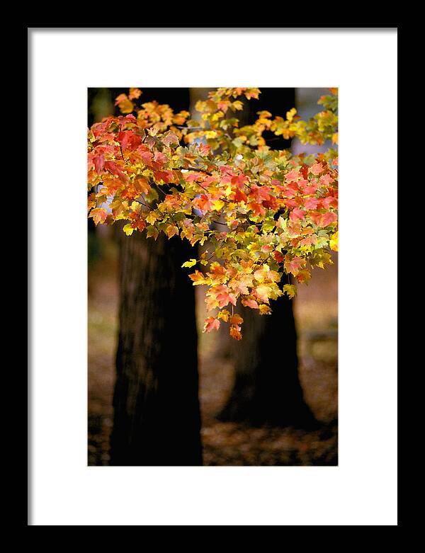 Autumn Framed Print featuring the photograph Two Trees by Matthew Pace