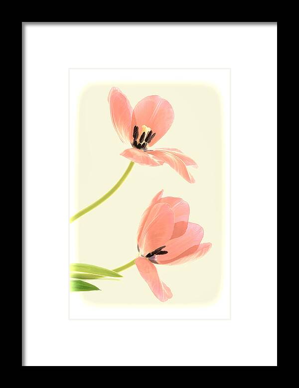 Flowers Framed Print featuring the photograph Two Tulips in Pink Transparency by Phyllis Meinke