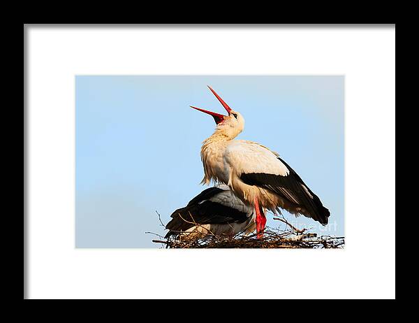 Two Framed Print featuring the photograph Two white storks on a nest by Nick Biemans