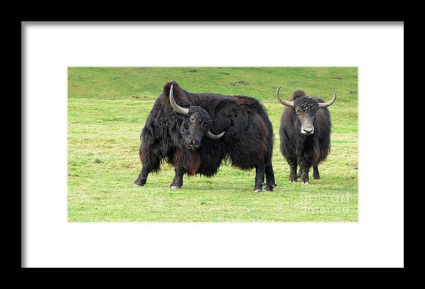 Yak Framed Print featuring the photograph Yaketty yak by Liz Leyden