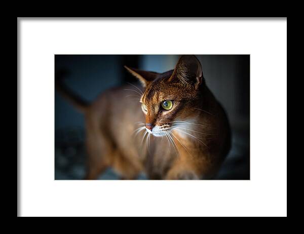 Pets Framed Print featuring the photograph Two-year-old Ruddy Male Abyssinian Cat by Josef Timar