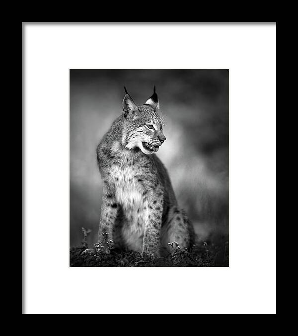 Animal Framed Print featuring the photograph U N I Q U E by Fegari