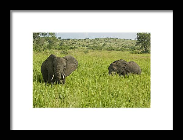 Elephant Framed Print featuring the photograph Ugandan Elephants by Brian Kamprath