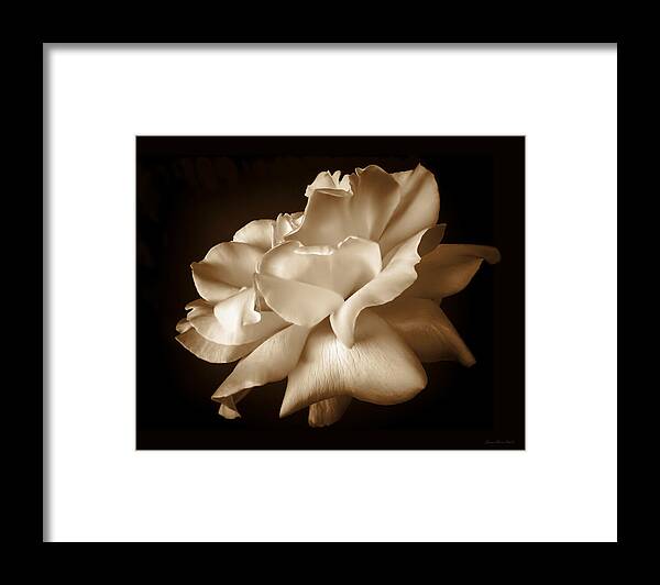 Rose Framed Print featuring the photograph Umber Rose Floral Petals by Jennie Marie Schell