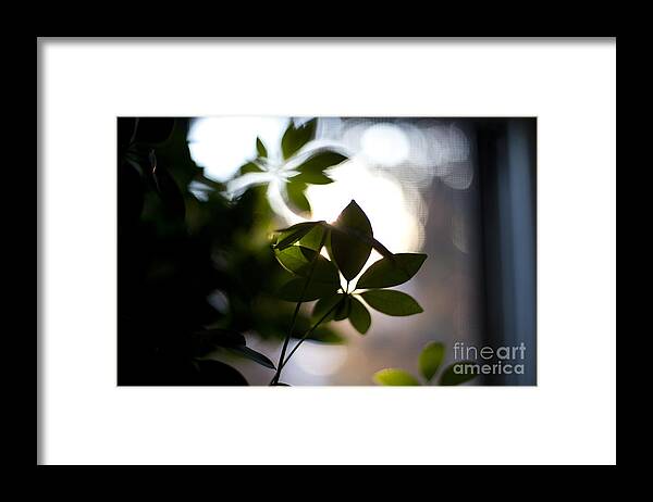 Morning Framed Print featuring the photograph Umbrella Plant Summer Morning by Steven Dunn
