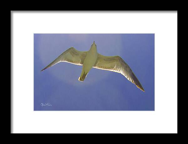 Susan Molnar Framed Print featuring the photograph Under His Wings III by Susan Molnar