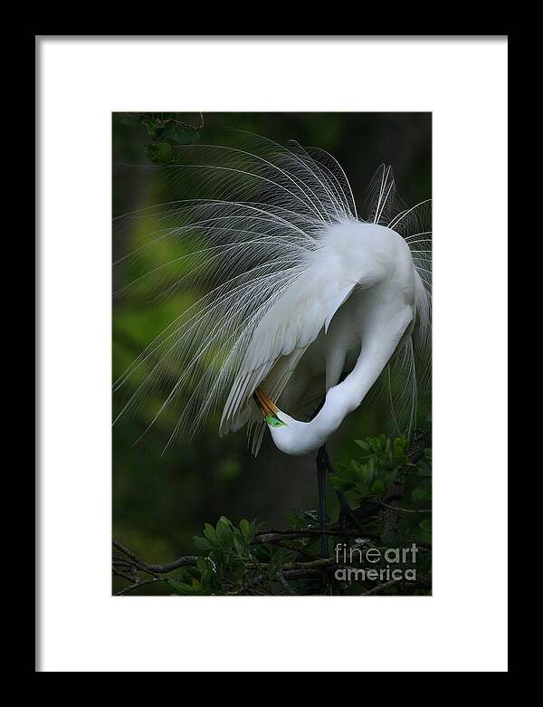 Animals Framed Print featuring the photograph Under My Wing by John F Tsumas