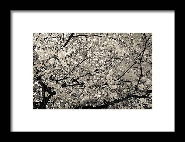 Hanami Framed Print featuring the photograph Under The Cherry Tree - Bw by Hannes Cmarits