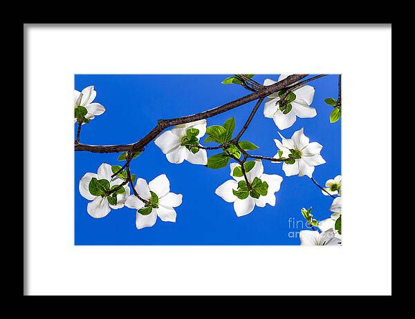 Yosemite Framed Print featuring the photograph Under The Dogwoods by Mimi Ditchie