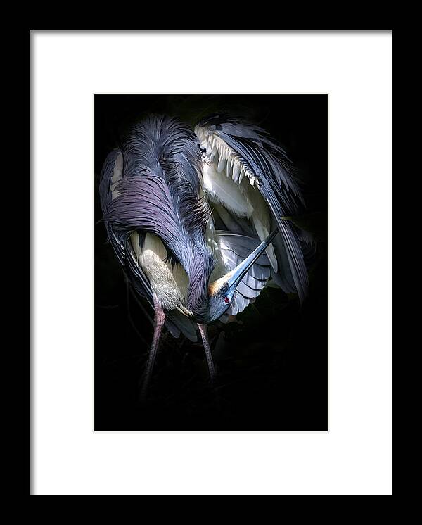 Tricolored Heron Framed Print featuring the photograph Under the Hood by Ghostwinds Photography