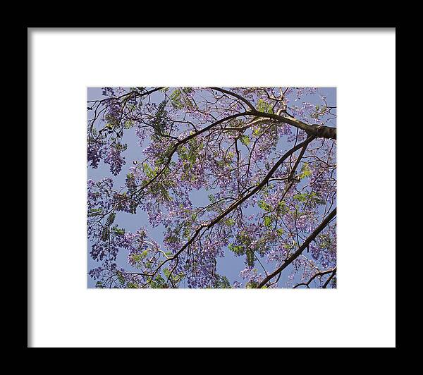 Jacaranda Framed Print featuring the photograph Under the Jacaranda Tree by Rona Black