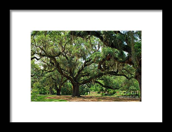 Oak Trees Framed Print featuring the photograph Under the Oaks by Bob Sample