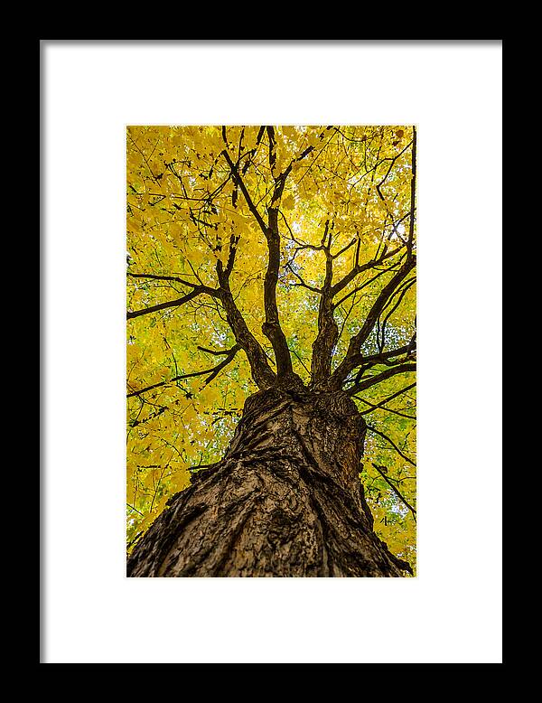 Under The Yellow Canopy Framed Print featuring the photograph Under the Yellow Canopy by Debra Martz