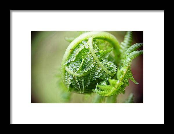 Fern Framed Print featuring the photograph Unfurling by Peggy Collins