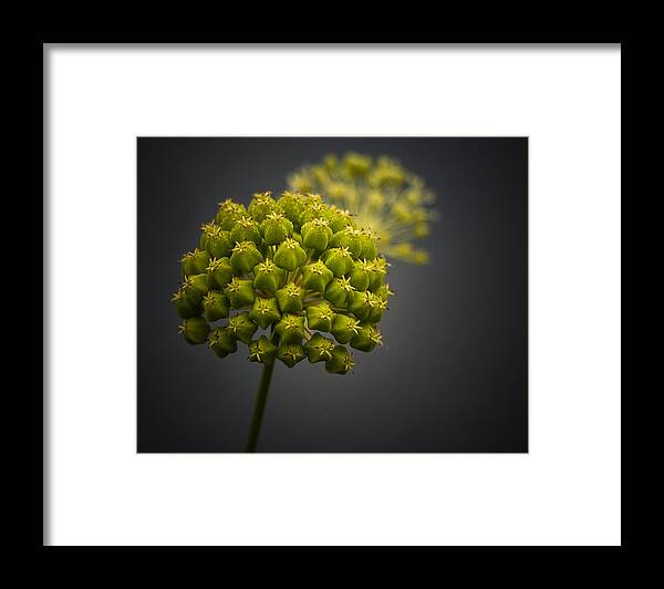 Sunrise Framed Print featuring the photograph Unknown Wildflower by Peter Scott