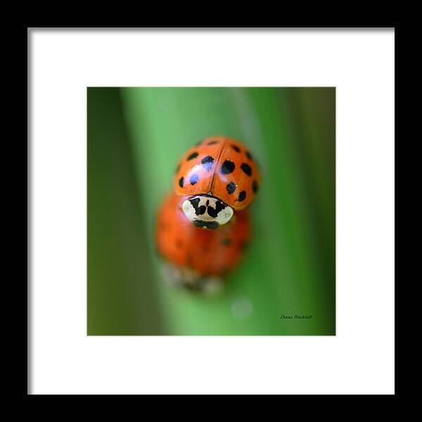 Ladybug Framed Print featuring the photograph Unladylike by Donna Blackhall