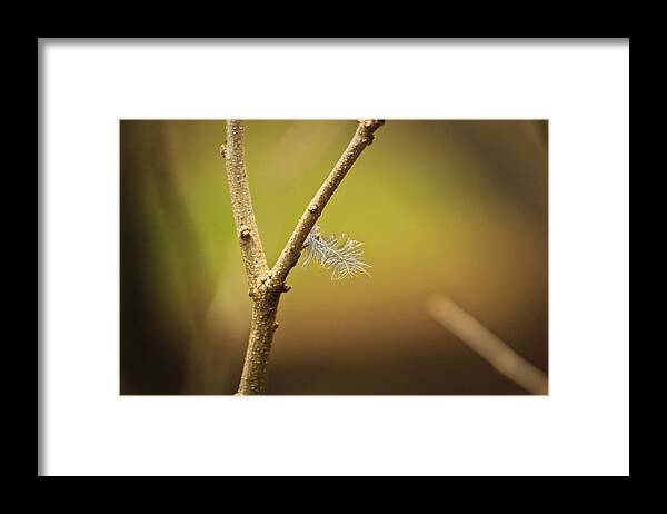 Feathers Framed Print featuring the photograph Unmoved By The Shifting Wind... by Tammy Schneider