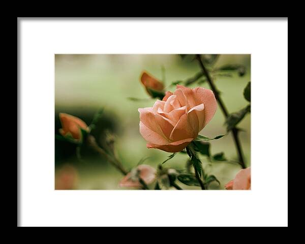 Kelly Rader Framed Print featuring the photograph Unraveling Beauty by Devin Rader