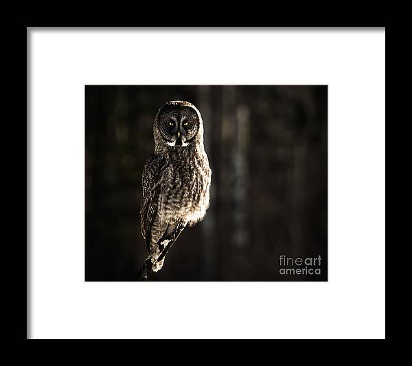 Owl Framed Print featuring the photograph Unshaken by Lori Dobbs