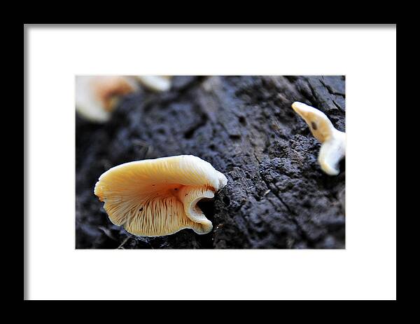 Woods Framed Print featuring the photograph It's Alive by Gene Tatroe