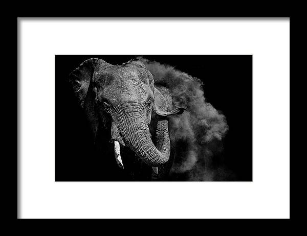 Elephant Framed Print featuring the photograph Untitled by Vedran Vidak