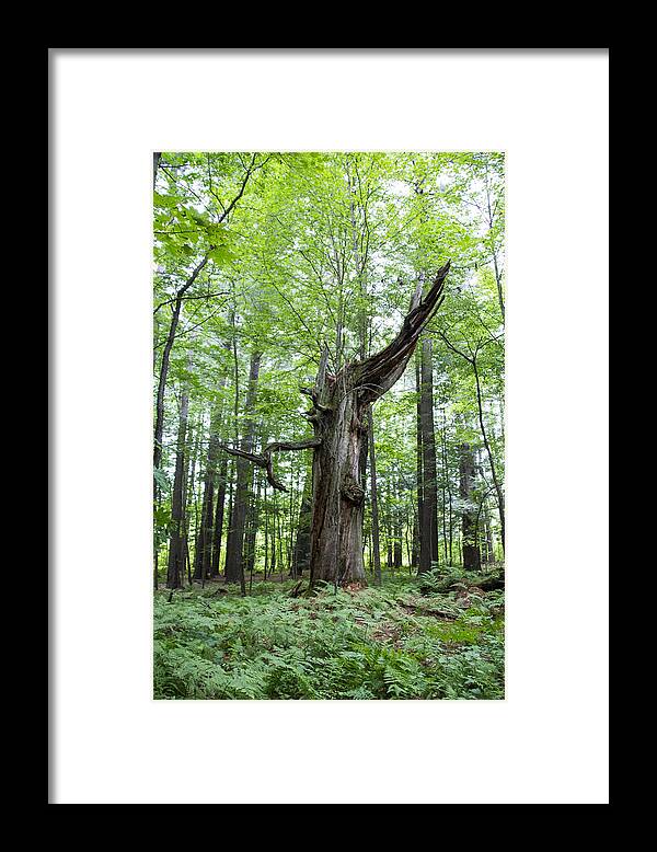 Connecticut Framed Print featuring the photograph Unusual Tree by Susan Jensen