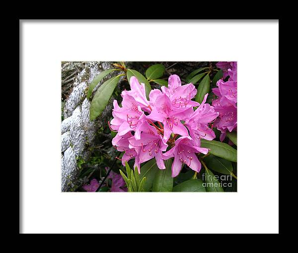 Pink Framed Print featuring the photograph Up A Rope by Vivian Martin