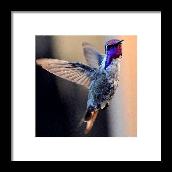 Hummingbird Framed Print featuring the photograph Up Up And Away Male Hummingbird by Jay Milo