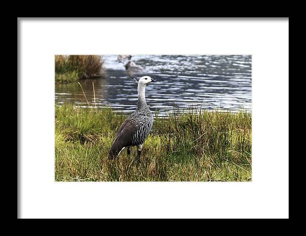 Outdoors Framed Print featuring the photograph Upland Goose by Alfred Pasieka/science Photo Library