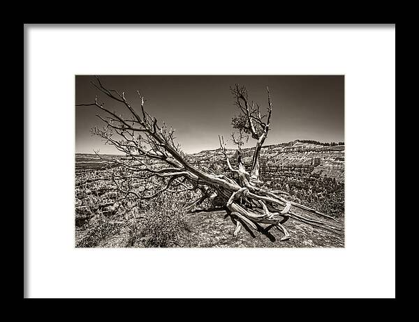 Bryce Canyon Framed Print featuring the photograph Uprooted - Bryce Canyon Sepia by Tammy Wetzel