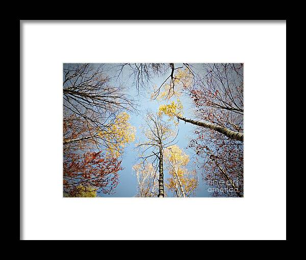Birches Framed Print featuring the photograph Upside down autumn by Amalia Suruceanu