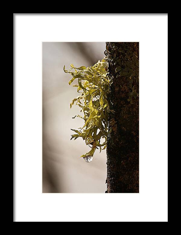 Reflection Framed Print featuring the photograph Upside Down Forest by Tammy Schneider