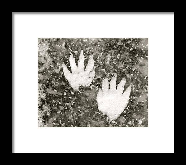 Animal Tracks Framed Print featuring the photograph Urban Coon by David Pickett