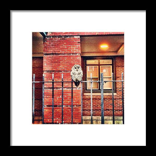 Urban Framed Print featuring the photograph Urban Owl (aka Barred Owl) by Ryan Laperle