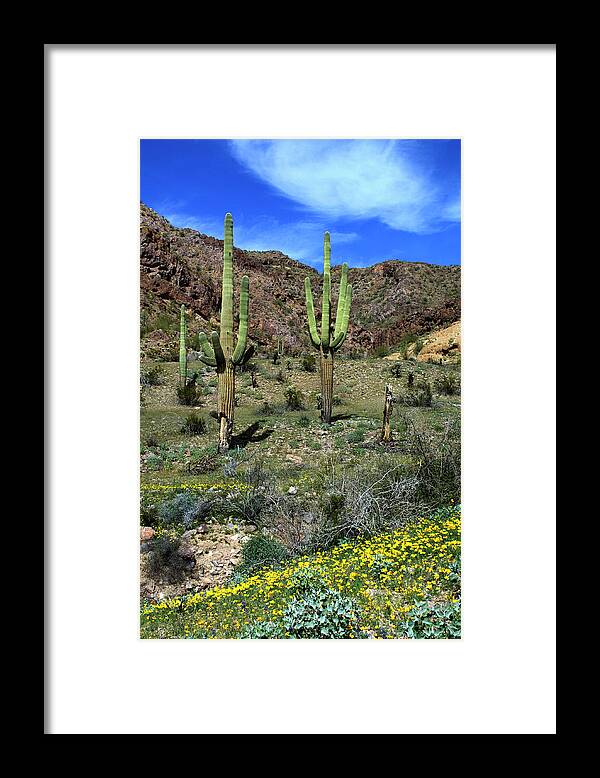 Ajo Framed Print featuring the photograph USA, Arizona, Ajo, Saguaro Cactus by Peter Hawkins