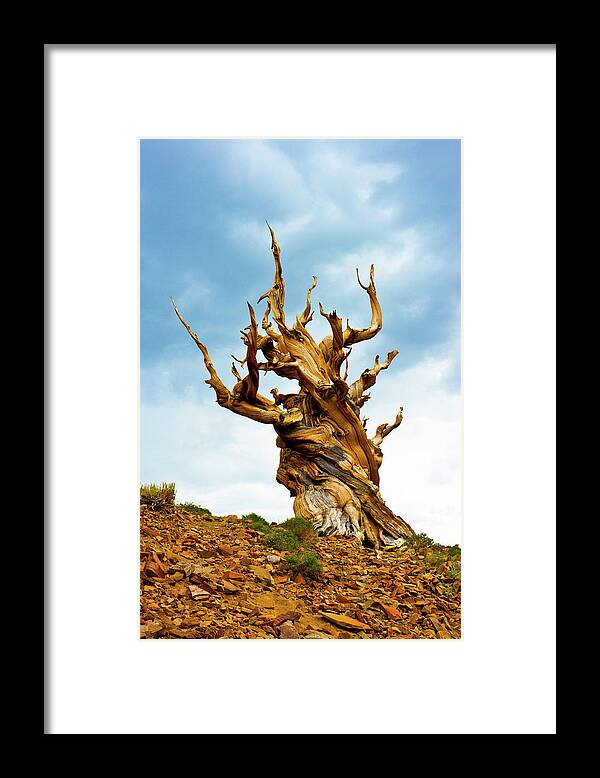 Ancient Bristlecone Pine Framed Print featuring the photograph USA, California, Ancient Bristlecone by Bernard Friel
