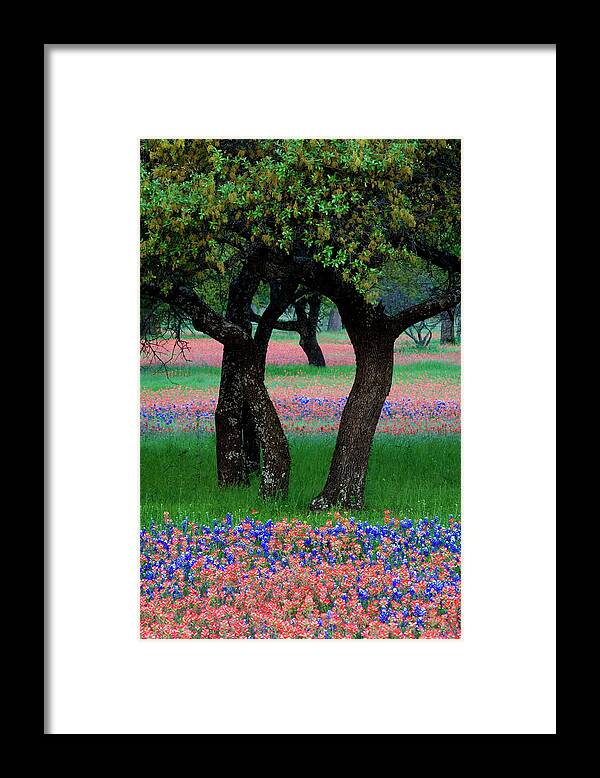 Blue Bonnet Framed Print featuring the photograph USA, Texas, Hill Country, Texas by Jaynes Gallery