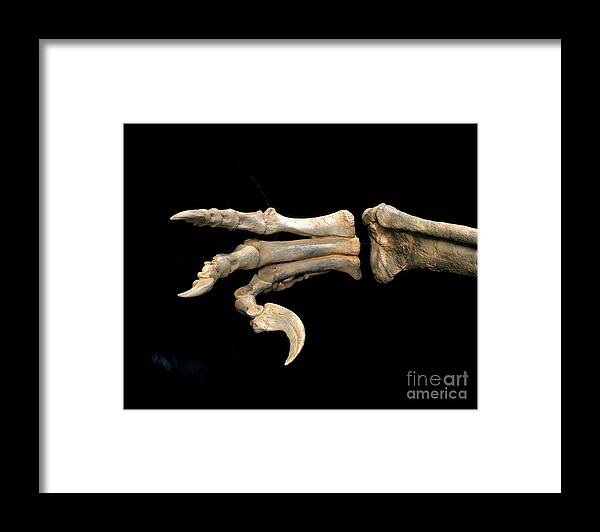 Fossil Framed Print featuring the photograph Utahraptor Foot Fossil by Francois Gohier