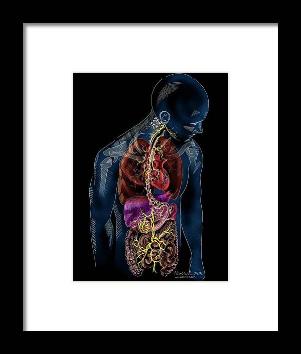 Nerve Framed Print featuring the photograph Vagus Nerve Anatomy by Nicolle R. Fuller/science Photo Library
