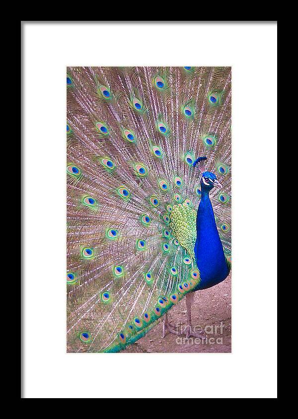 Peacock Framed Print featuring the photograph Vain by Charlie Cliques