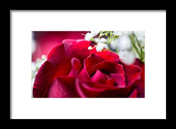 Rose Framed Print featuring the photograph Valentine by Alex Lapidus