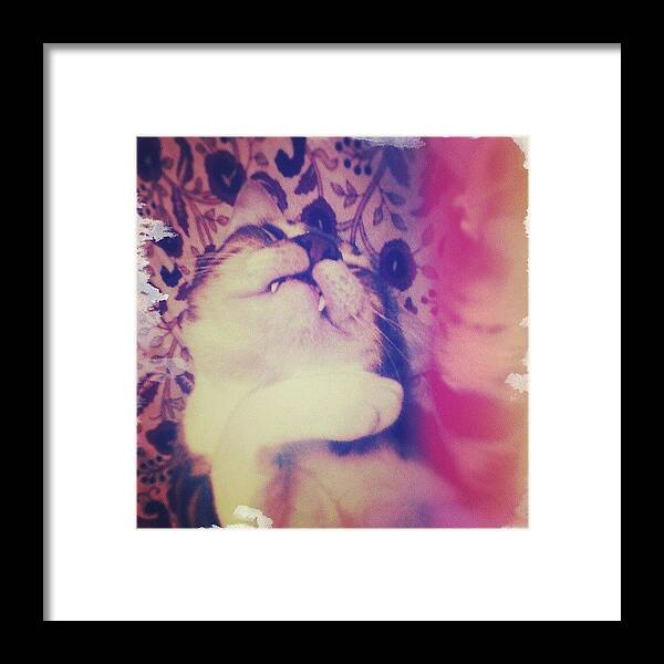 Catstagram Framed Print featuring the photograph Vampire Kitteh Is Vampire. #kitteh by Bats AboutCats