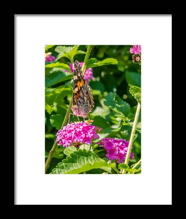 American Framed Print featuring the photograph Vanessa cardui On Lantana Camara by Rob Sellers