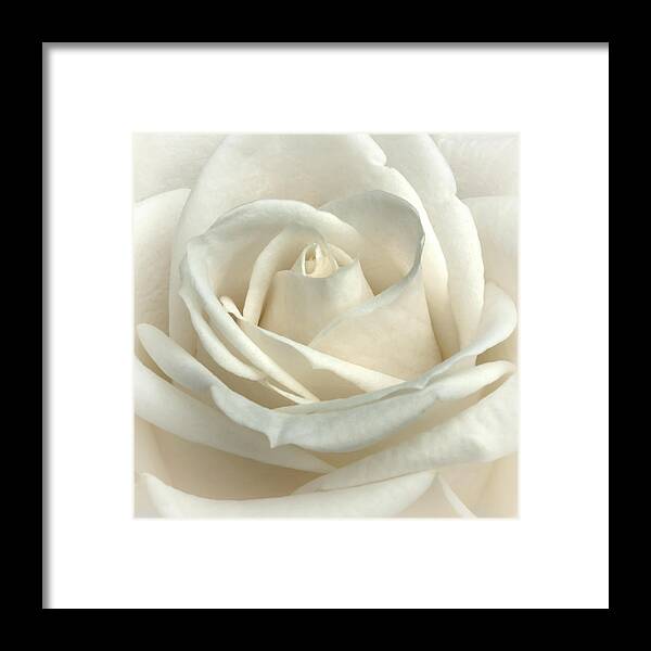 Floral Framed Print featuring the photograph Vanilla Frosting by Darlene Kwiatkowski