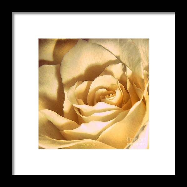 Rose Framed Print featuring the photograph Vanilla Rose by Janine Riley